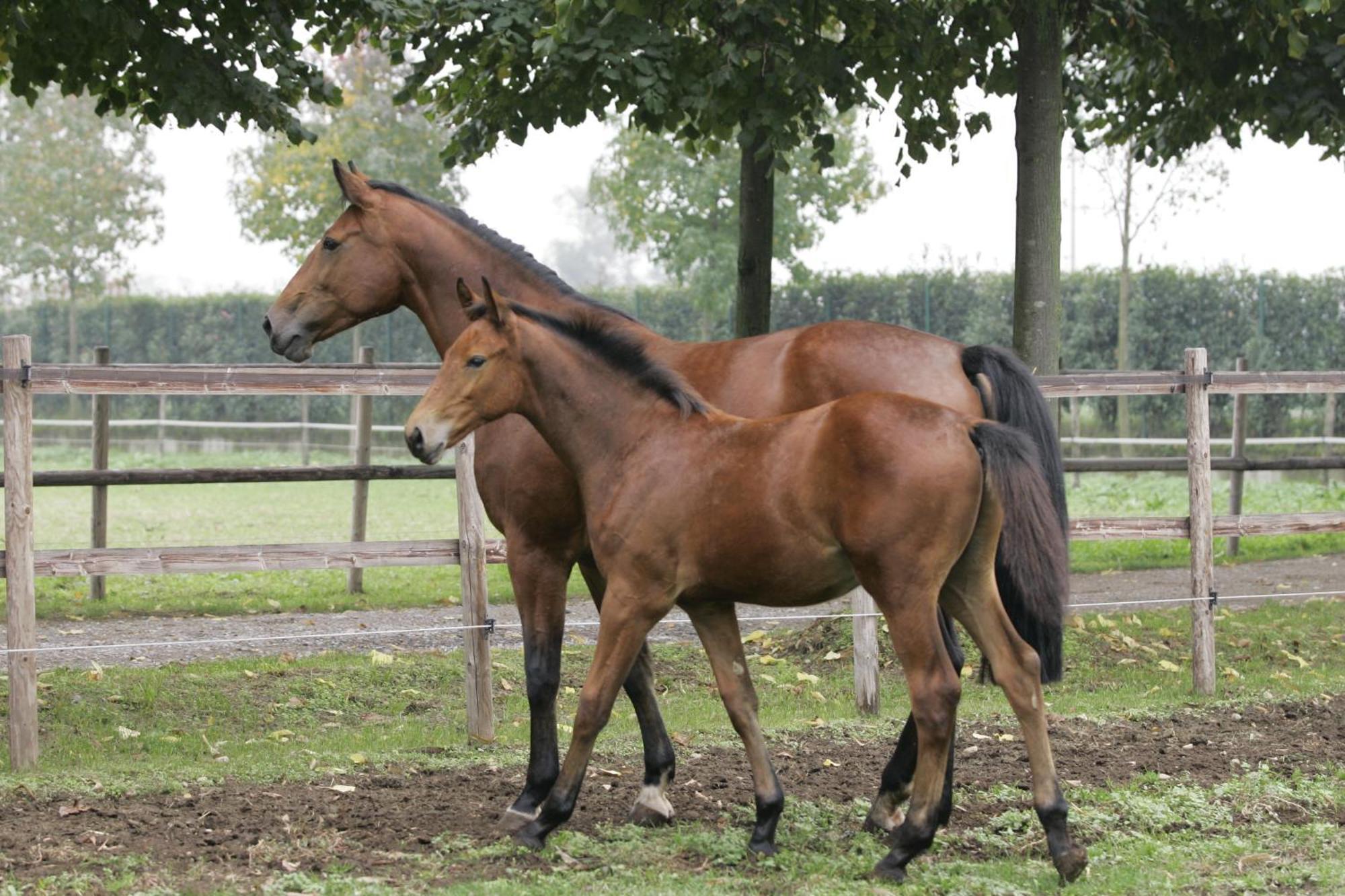 San Giacomo Horses & Agriturismo Arluno Zewnętrze zdjęcie