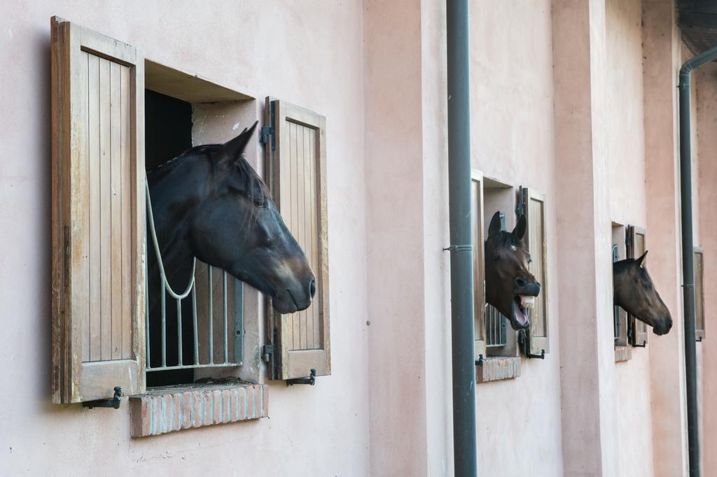 San Giacomo Horses & Agriturismo Arluno Zewnętrze zdjęcie