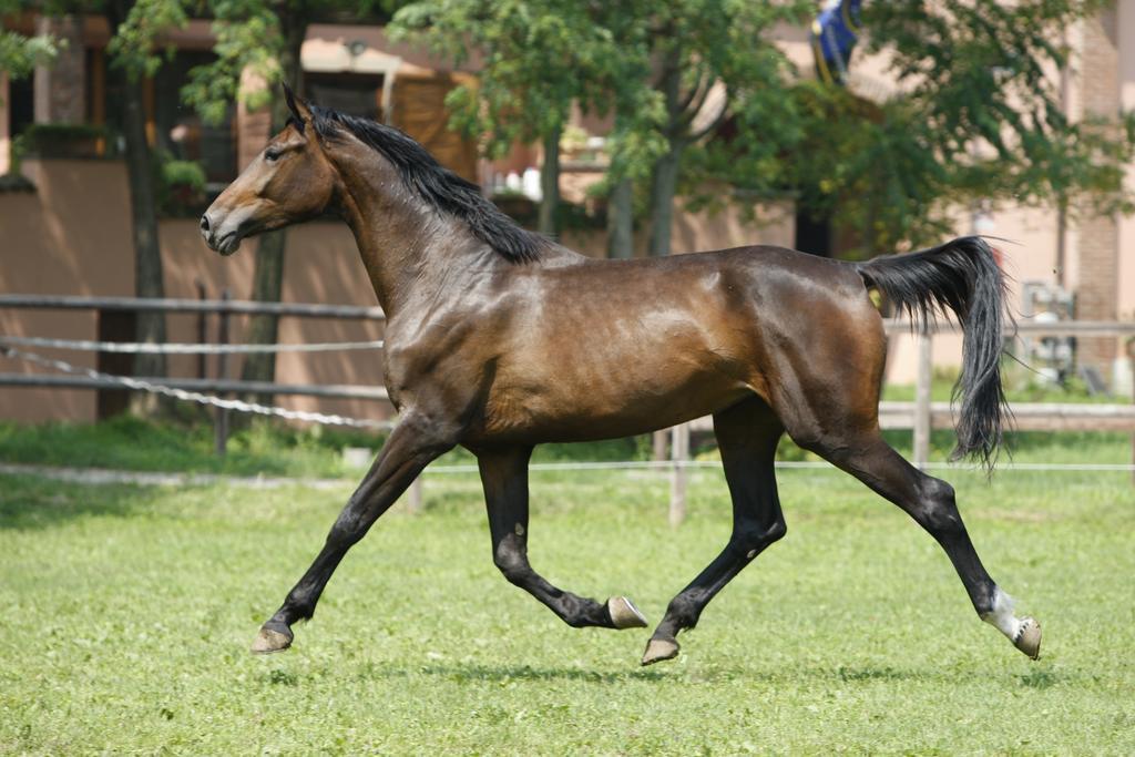 San Giacomo Horses & Agriturismo Arluno Zewnętrze zdjęcie