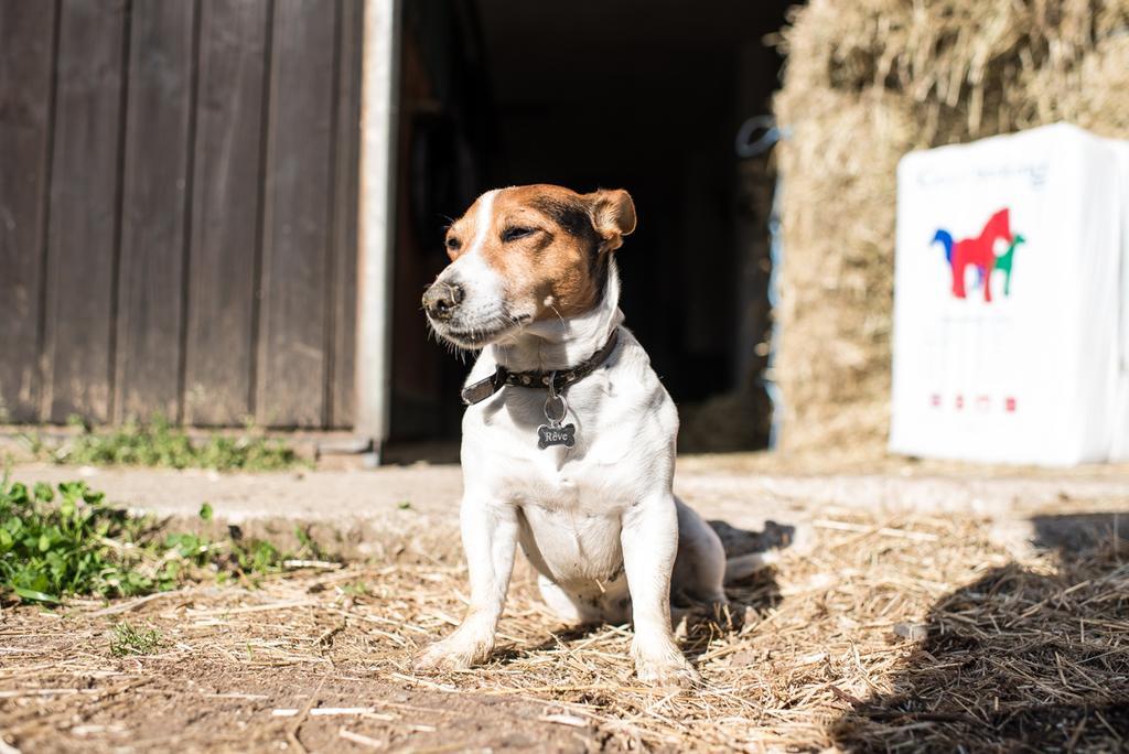 San Giacomo Horses & Agriturismo Arluno Zewnętrze zdjęcie