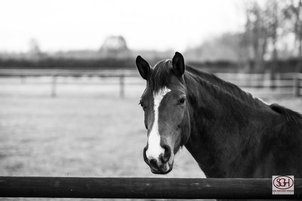San Giacomo Horses & Agriturismo Arluno Zewnętrze zdjęcie