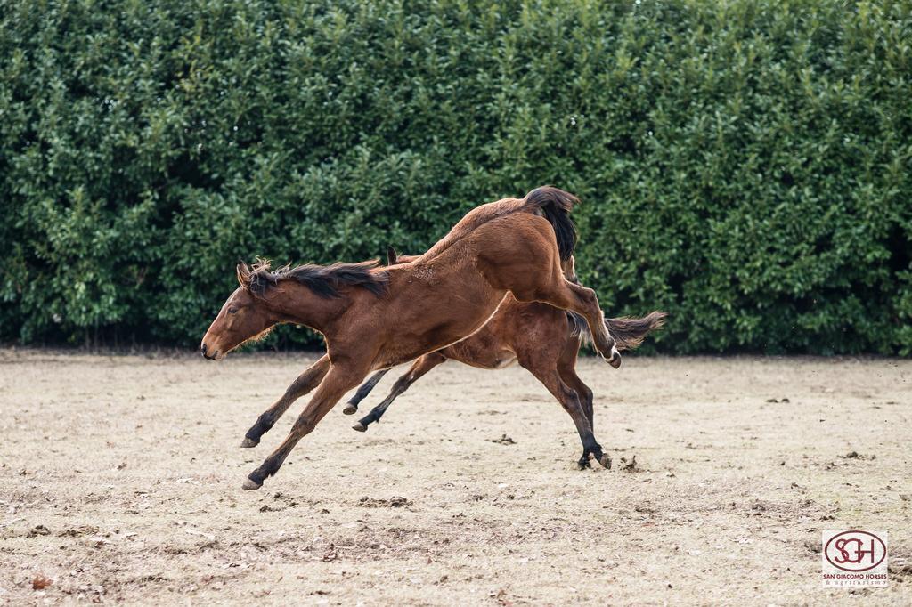 San Giacomo Horses & Agriturismo Arluno Zewnętrze zdjęcie
