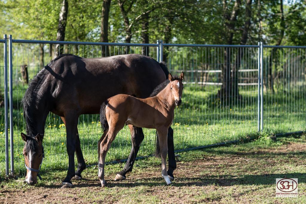 San Giacomo Horses & Agriturismo Arluno Zewnętrze zdjęcie